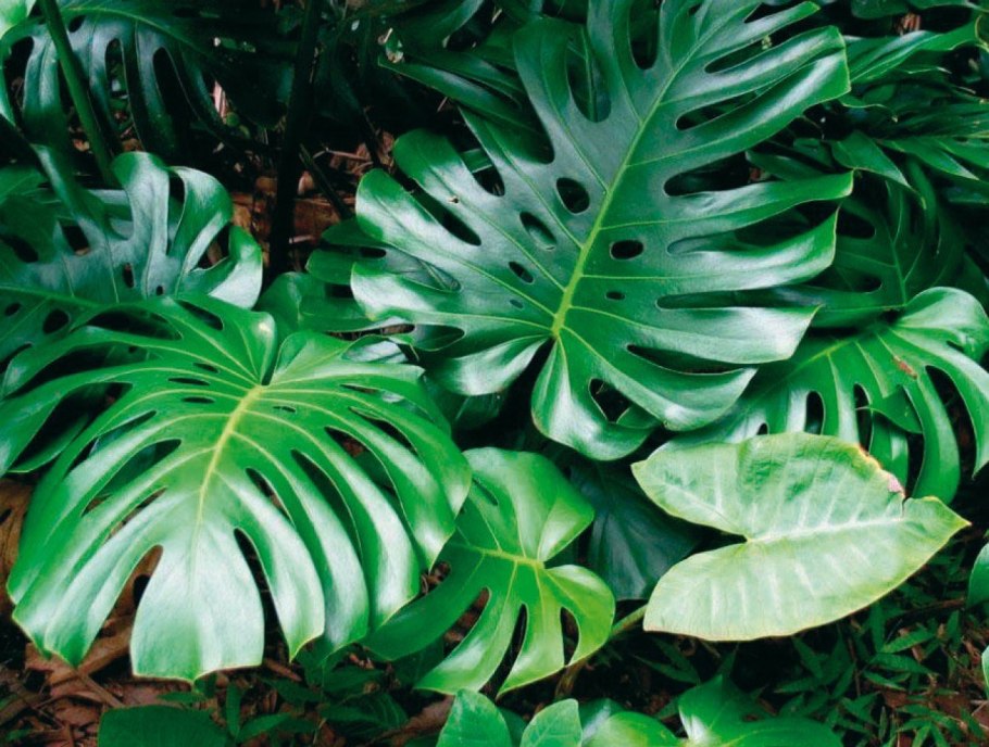 Монстера деликатесная (Monstera deliciosa)