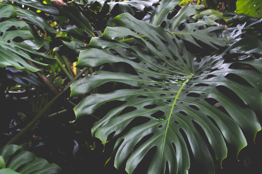 Монстера крупнолистная заросли