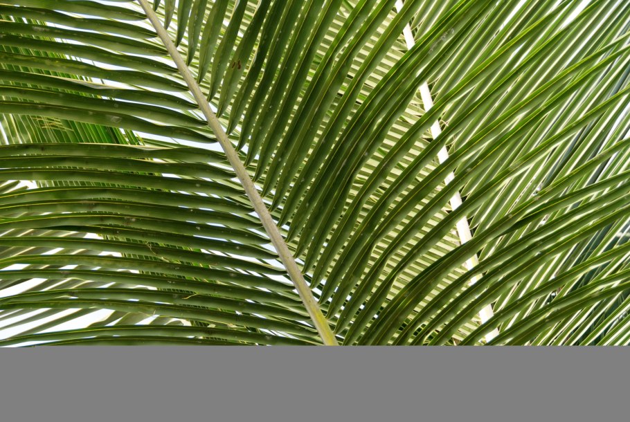 Лист финиковой пальмы