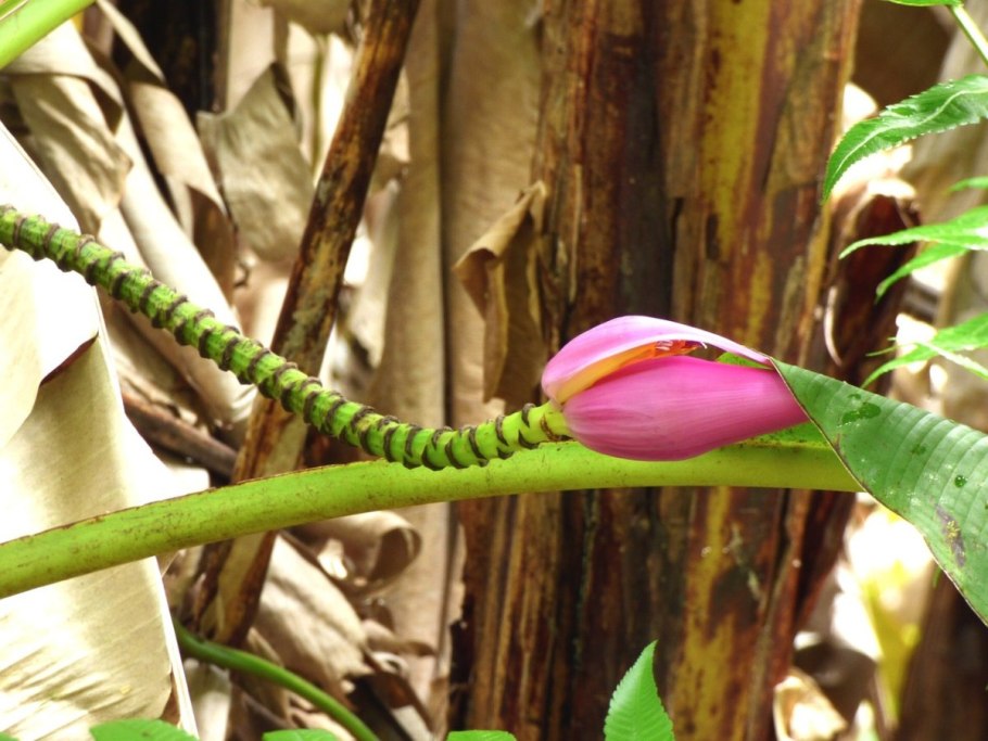 Цветы джунглей