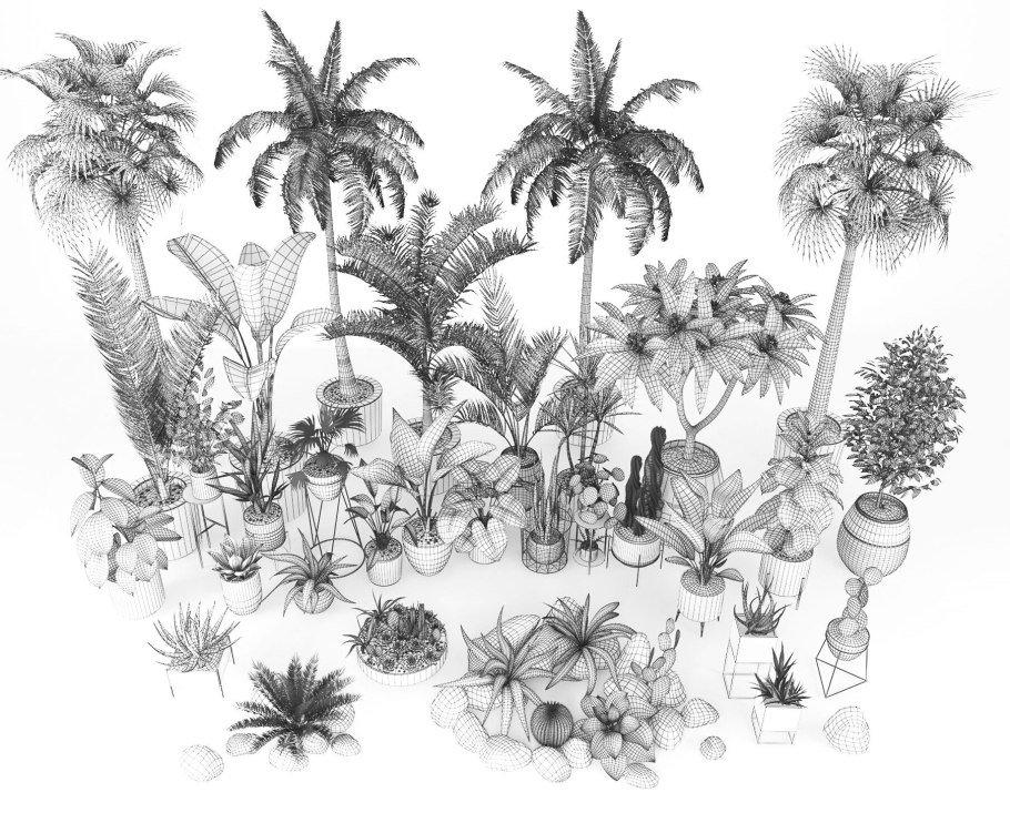 Тропические растения Графика
