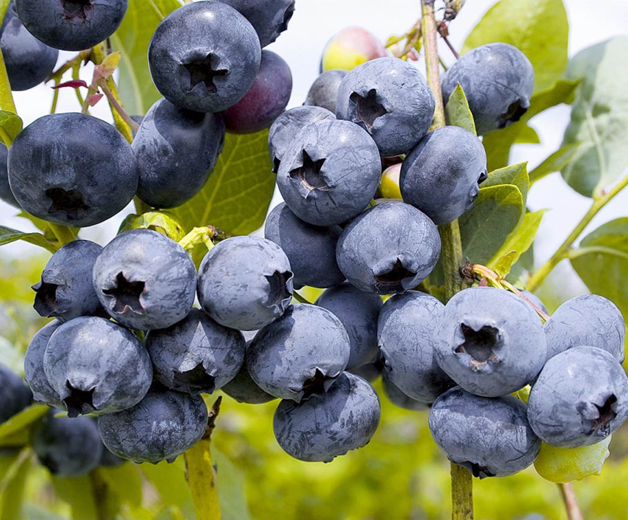 Голубика высокорослая Хардиблю