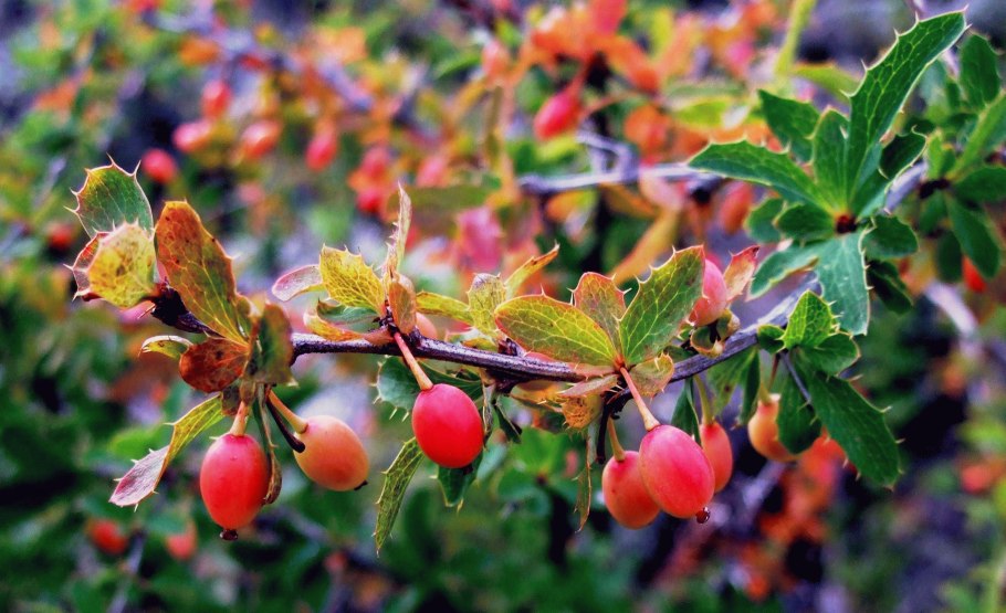 Барбарис Сибирский Забайкалье
