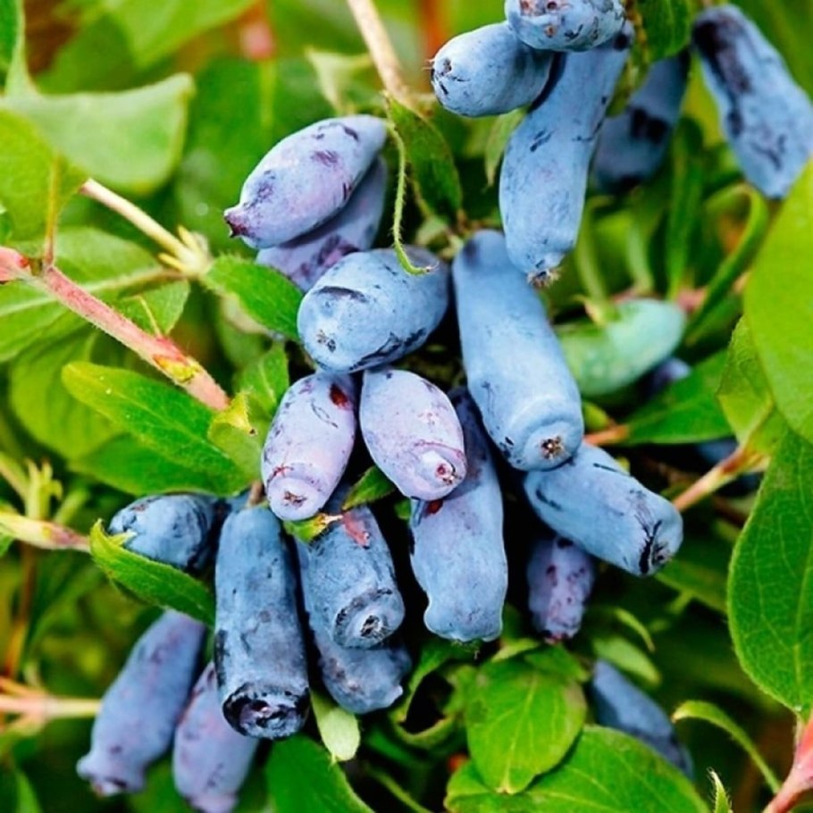 Lonicera caerulea жимолость голубая