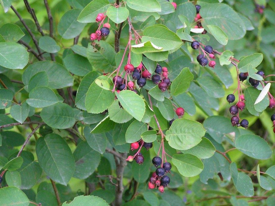 Ирга колосистая Amelanchier spicata