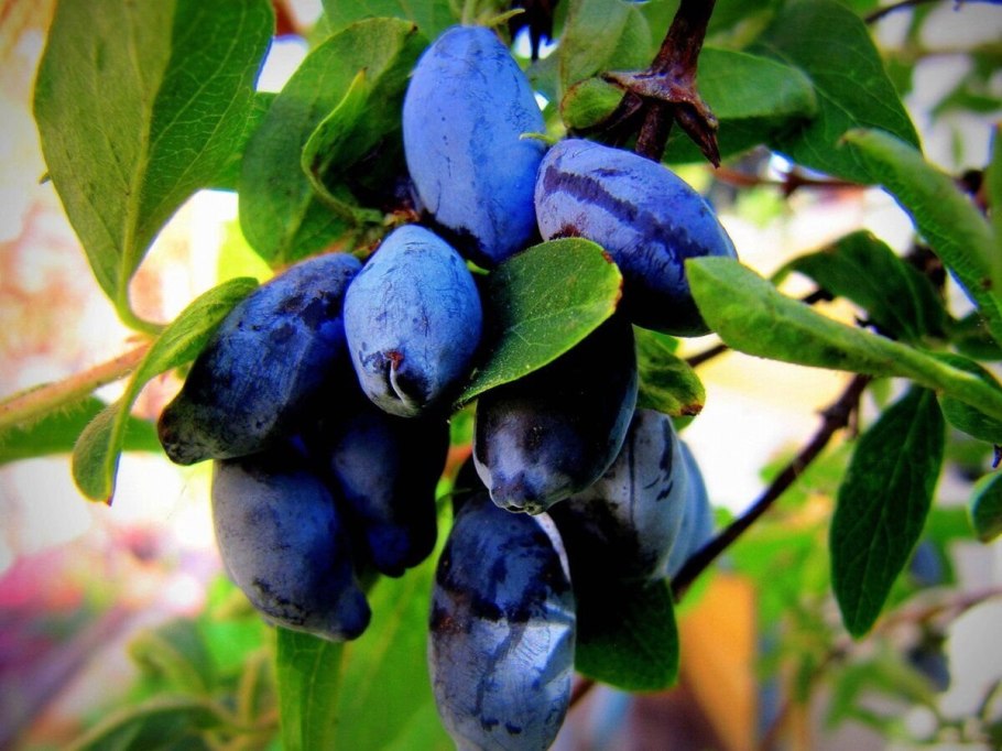 Жимолость съедобная Черничка