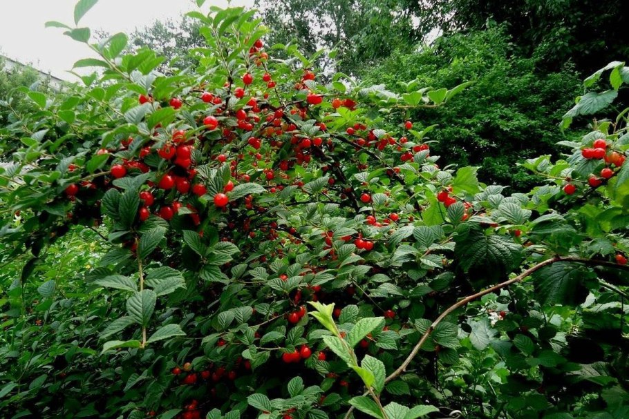 Вишня войлочная Уссурийская