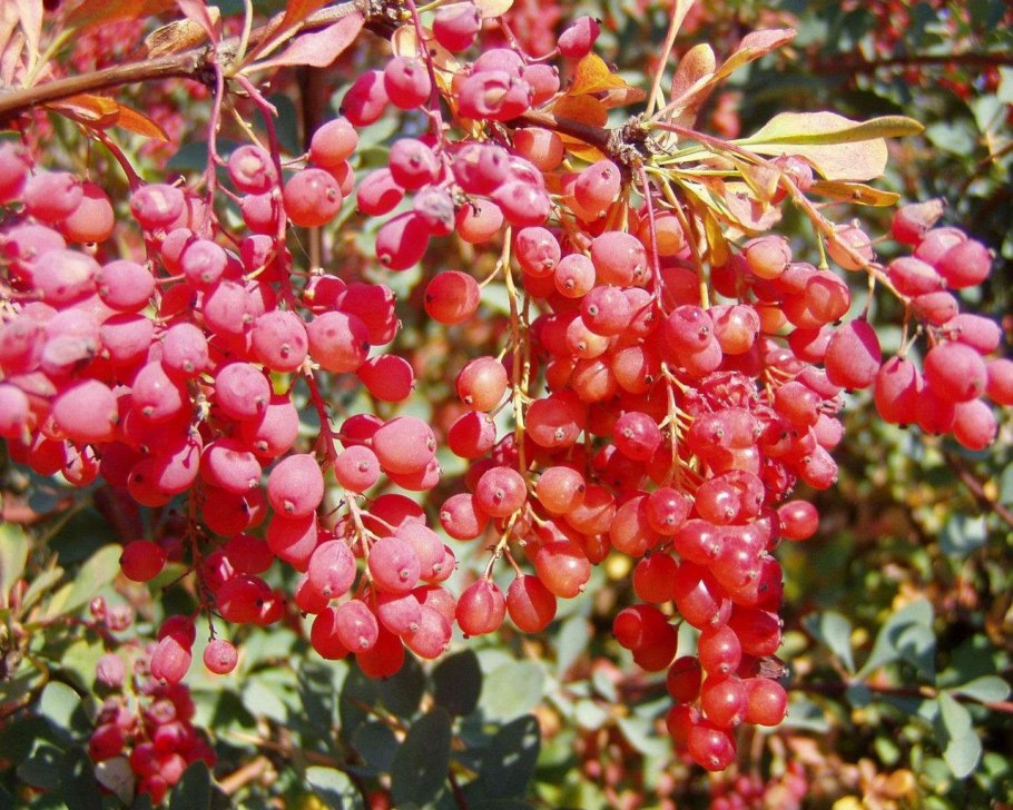 Барбарис съедобный сорта