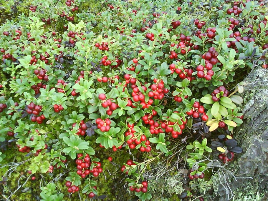 Морошка , черника, клюква, брусника