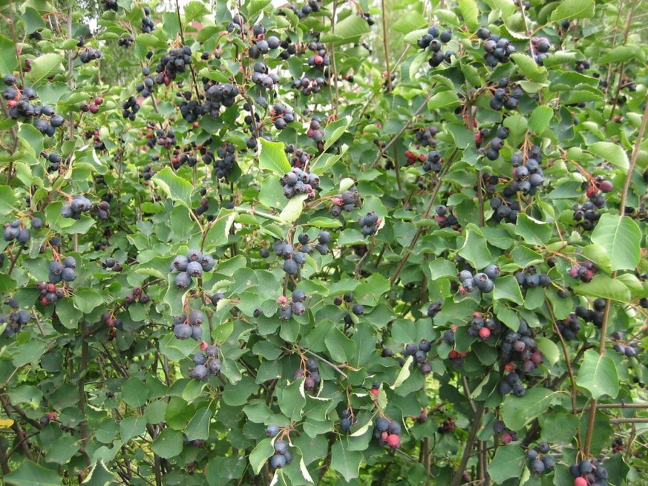 Ирга круглолистная (Amelanchier ovalis)