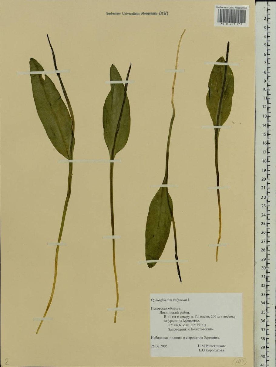 Ужовник строение