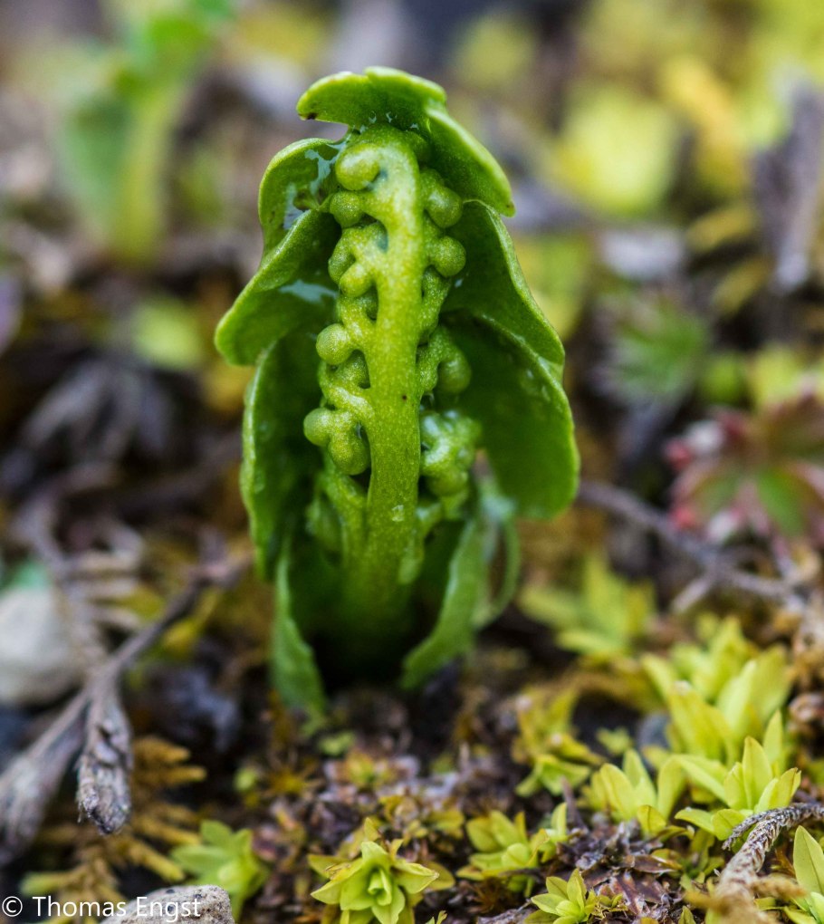 Oddiy ilontili (Ophioglossum vulgatum).