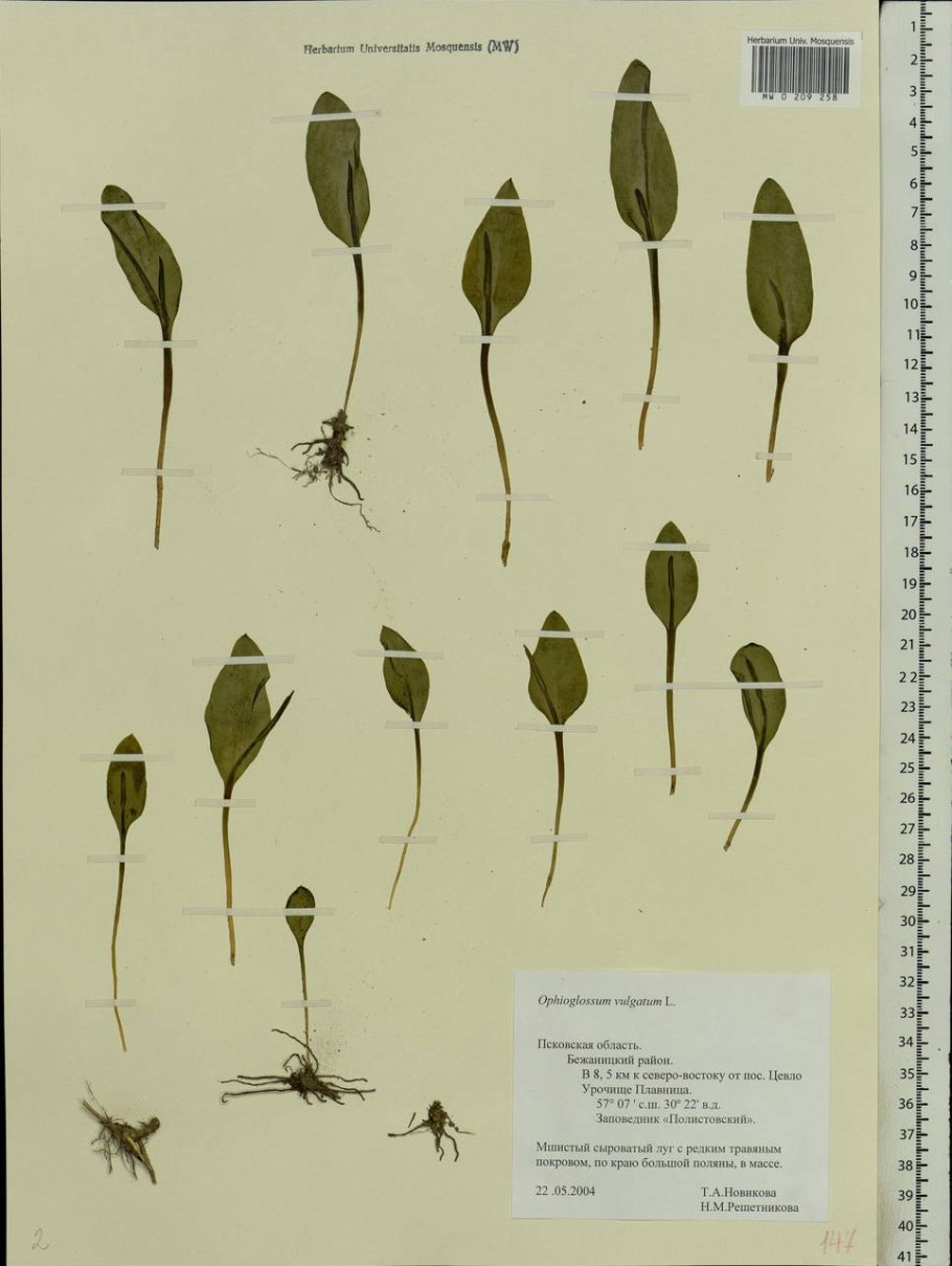 Ophioglossum vulgatum - ужовник обыкновенный рисунок
