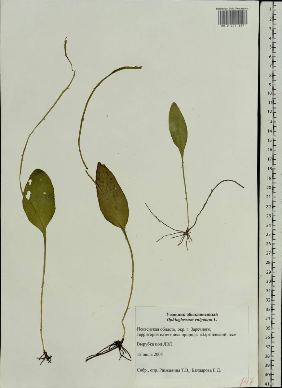 Папоротник ужовник обыкновенный