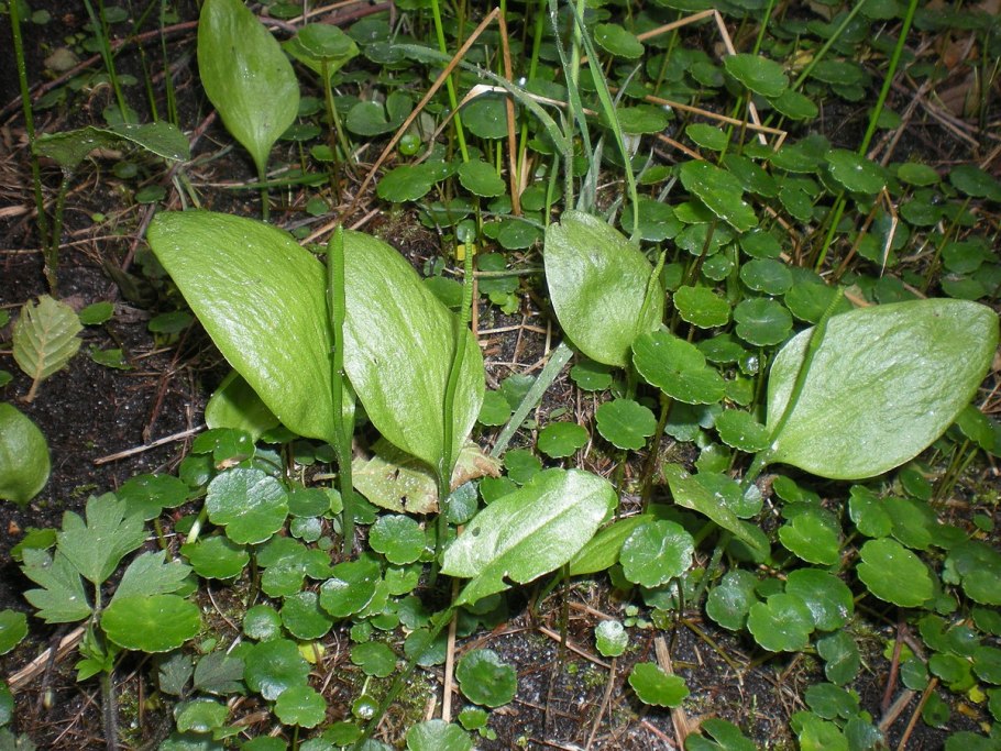Ужовник обыкновенный