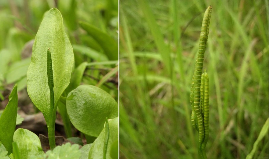 Папоротник Гроздовник