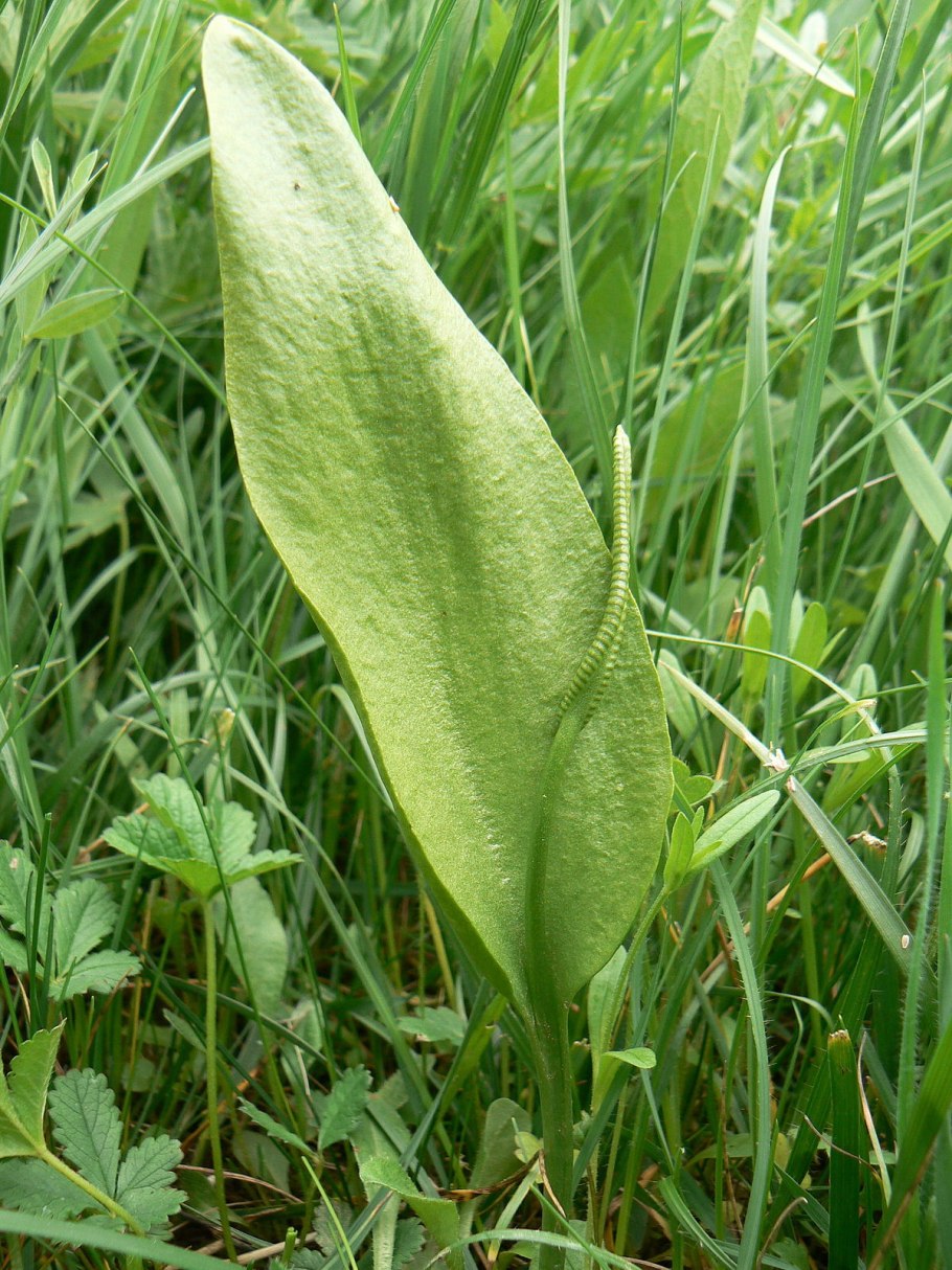 Ophioglossum Pendulum