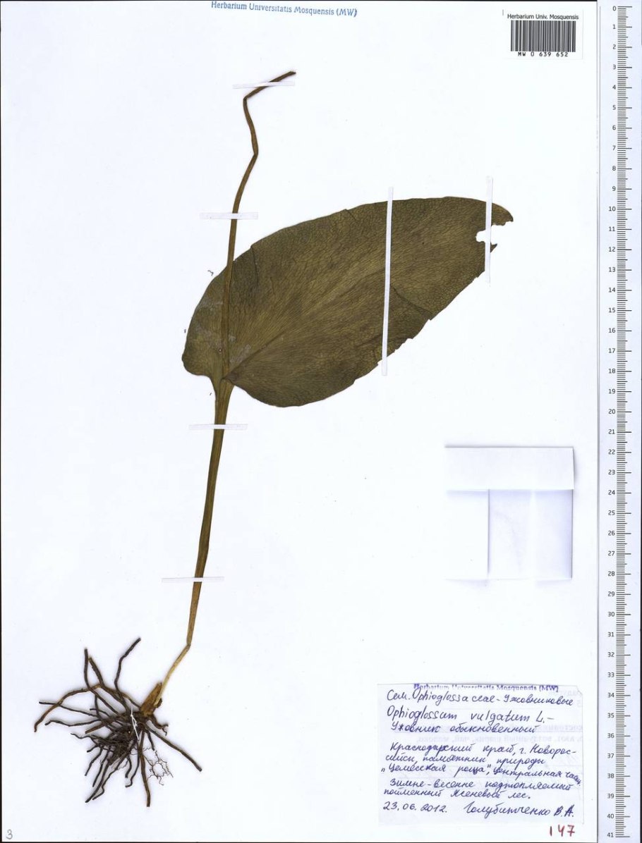 Подорожник большой гербарий