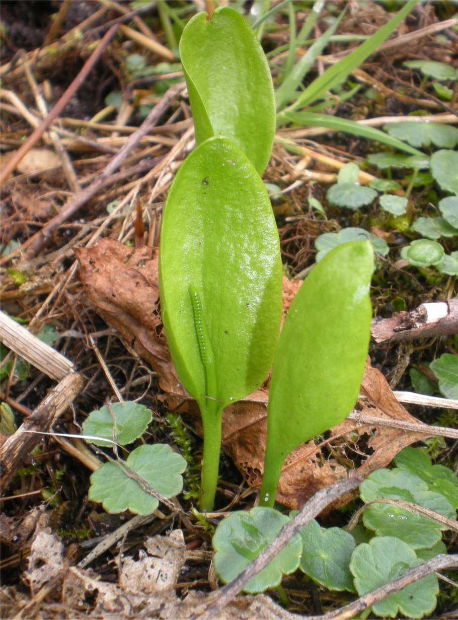 Ужовник обыкновенный (Ophioglossum vulgatum)