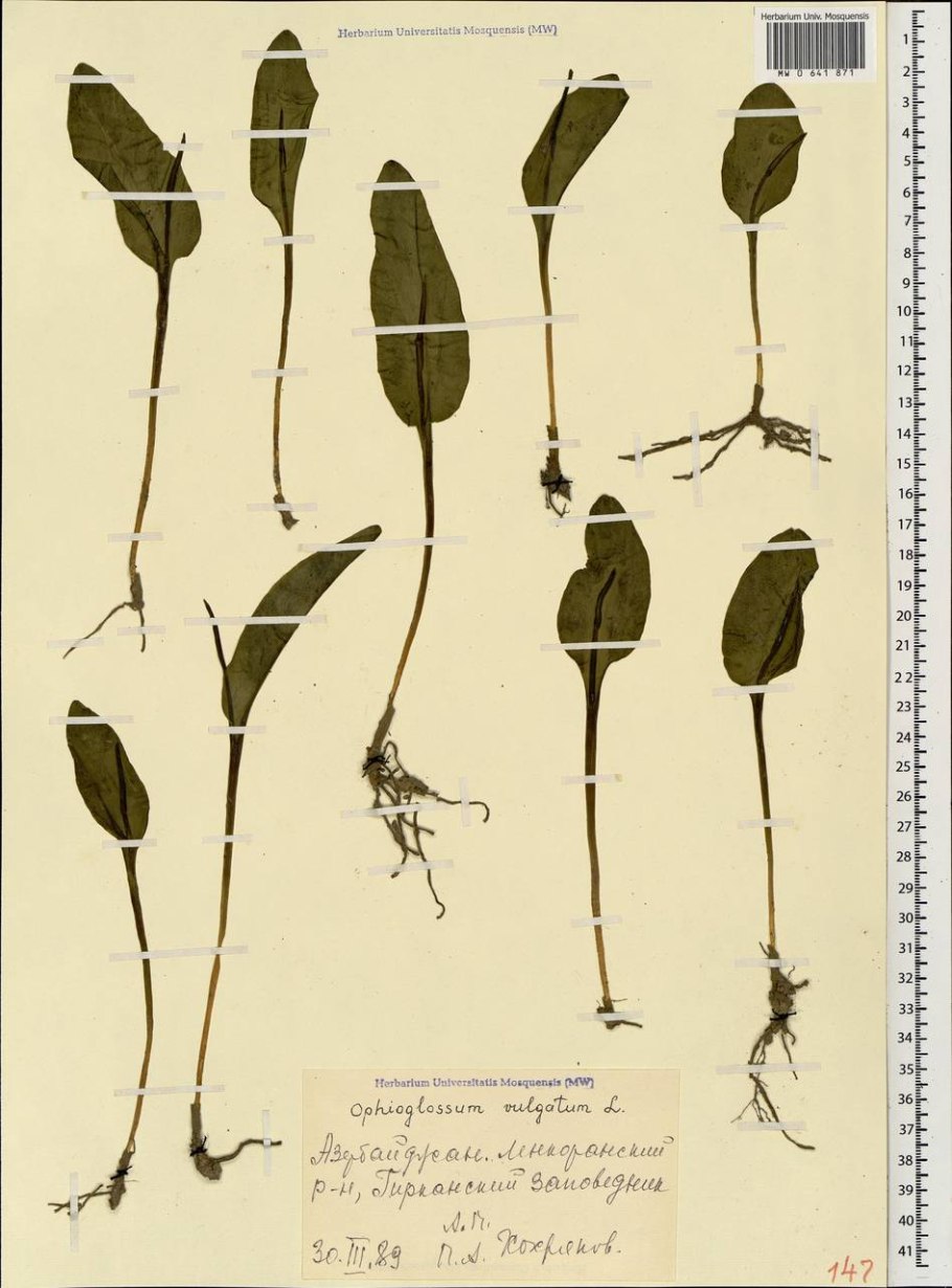 Ужовник обыкновенный