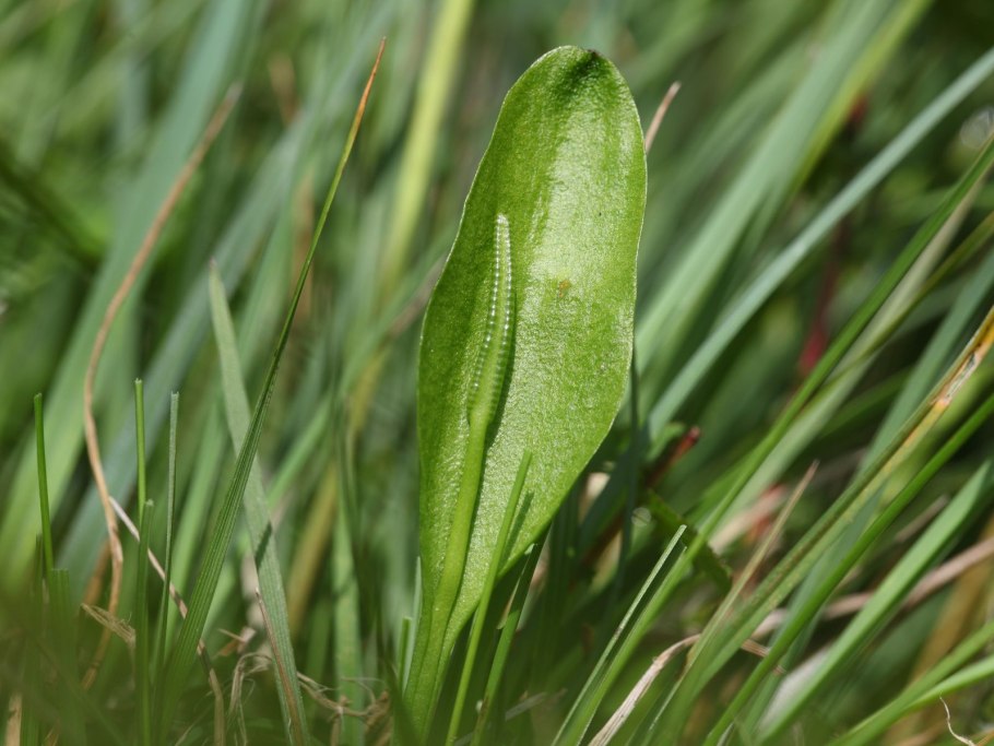 Ophioglossum reticulatum