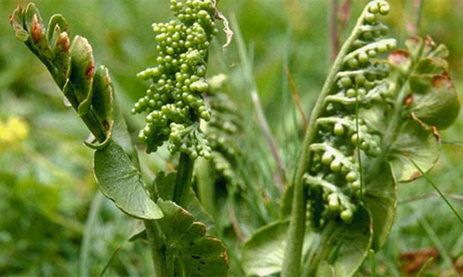 Ophioglossum vulgatum гербарий
