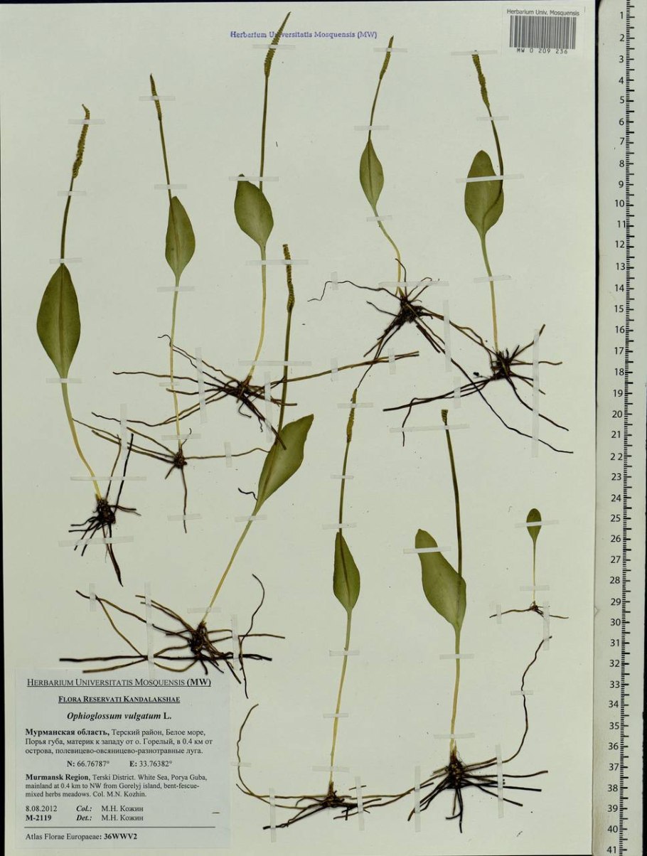 Папоротник Гроздовник