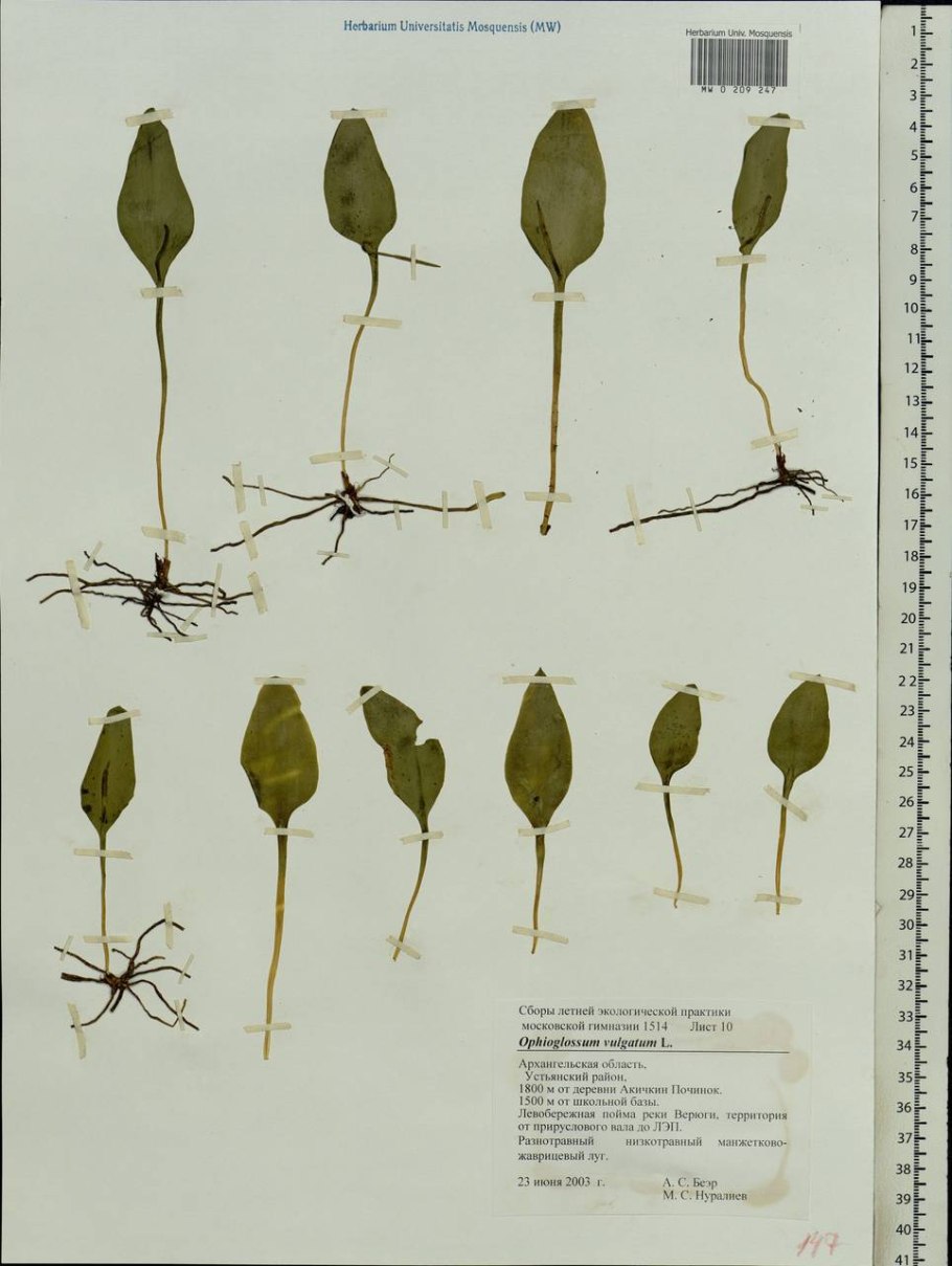 Ophioglossum reticulatum