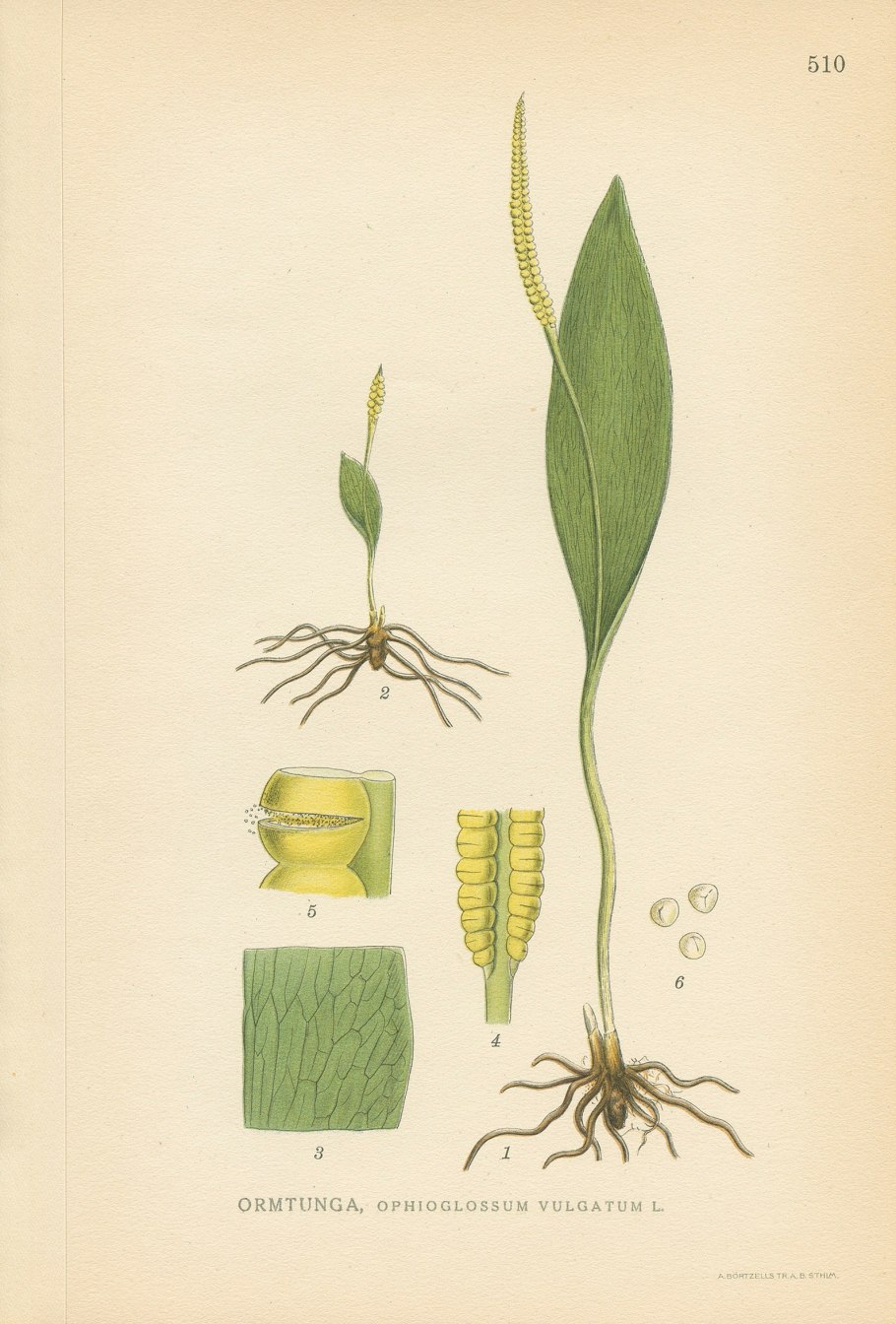 Ужовник обыкновенный схема