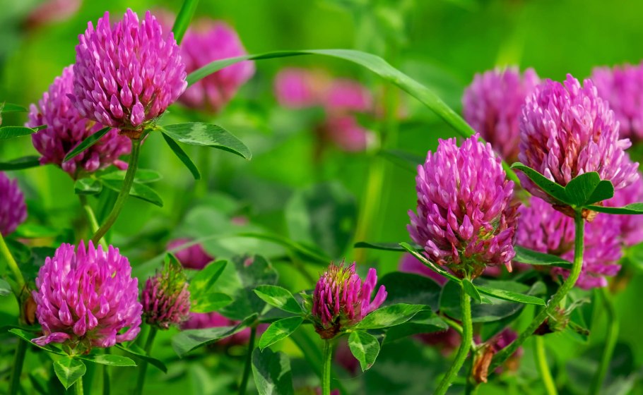 Гербарий Линнея