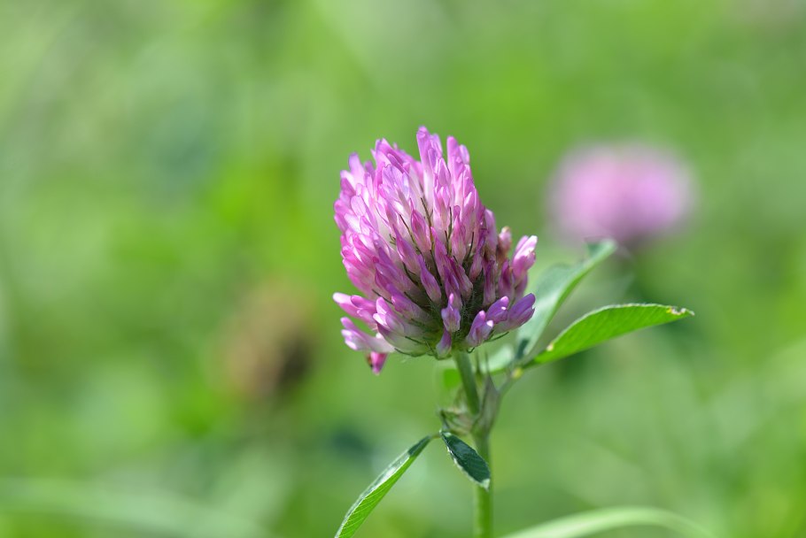 Зерновые и кормовые культуры