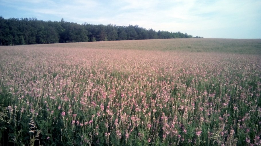 Клевер Луговой