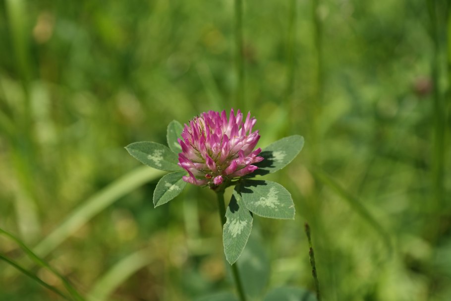 Клевер красный (Trifolium Rubens)