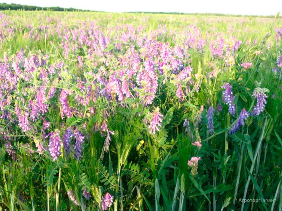 Клевер Луговой Trifólium praténse