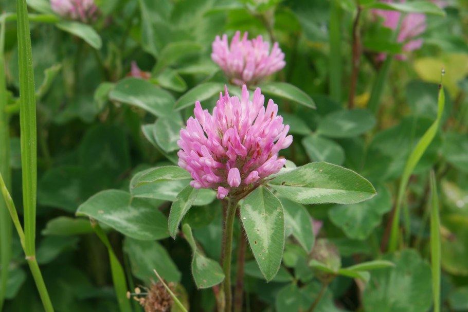 Пырей ползучий злаковые