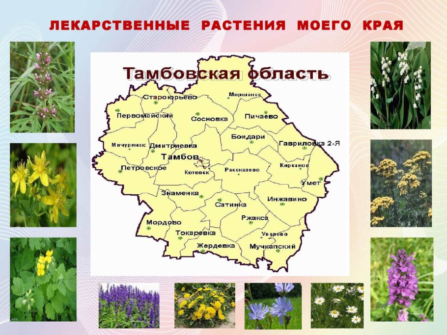 Крестоцветные травянистые растения