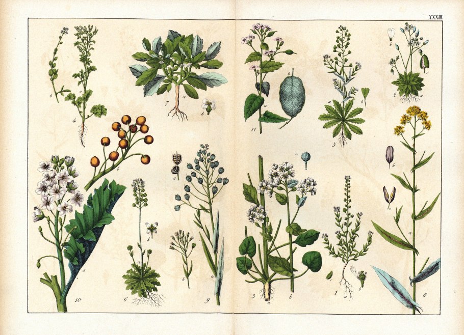 Вика сидерат