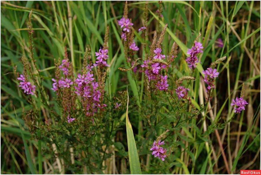 Сидерат Клевер гибридный розовый