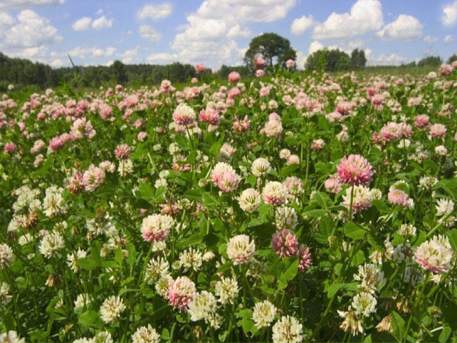 Клевер Луговой Trifolium praténse
