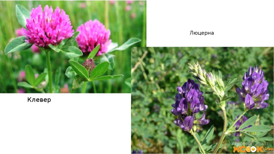 Разнотравье медоносы