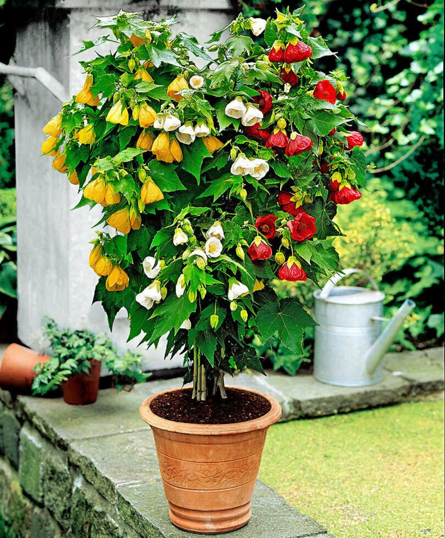 Абутилон канатник