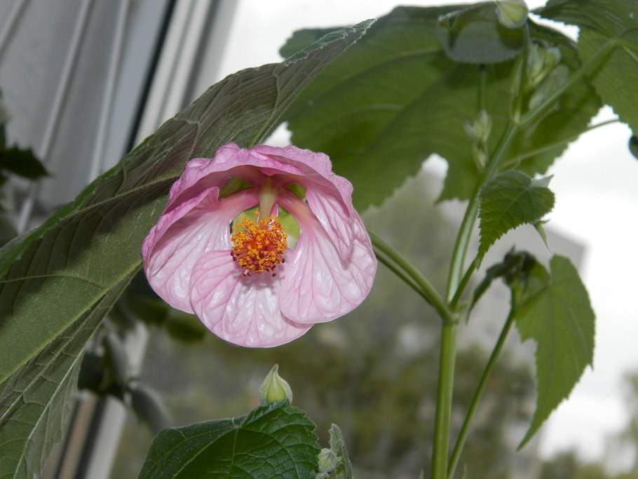 Клен абутилон