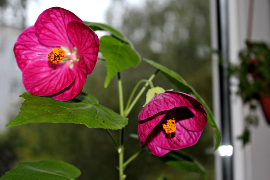 Абутилон органза цветок