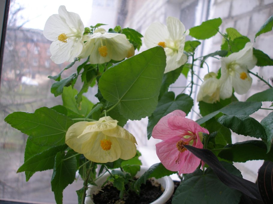 Абутилон мегапотамский