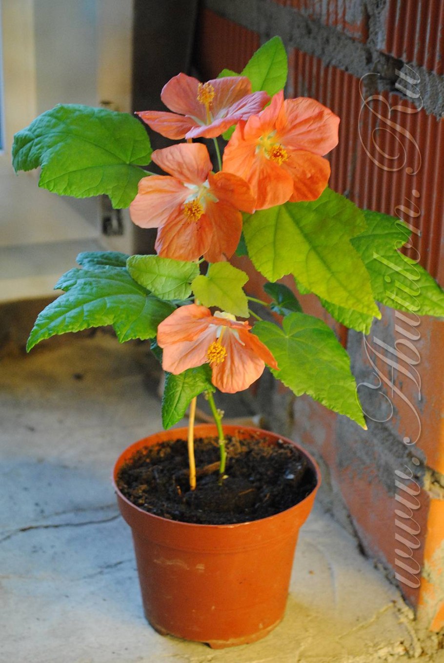 Комнатный клен висячий