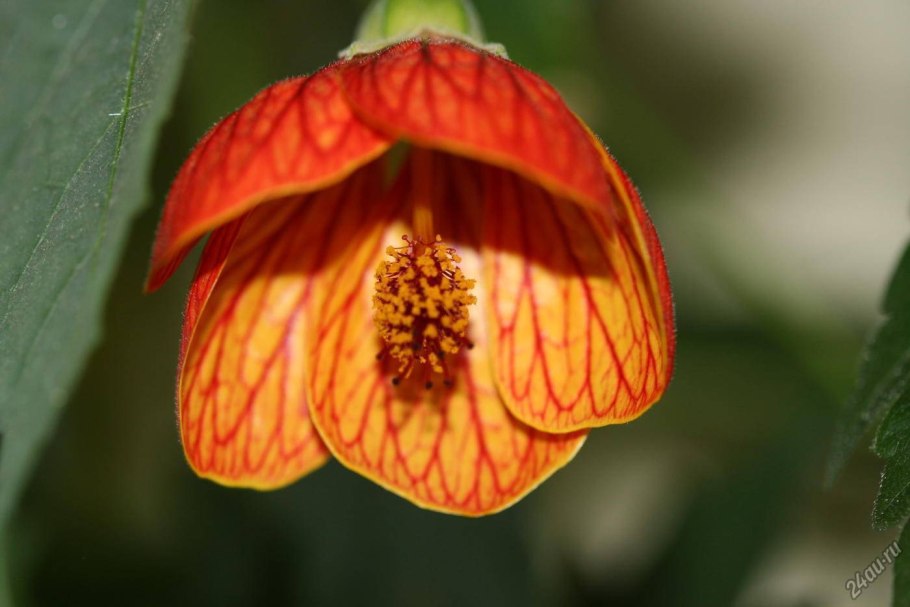 Абутилон Дарвина