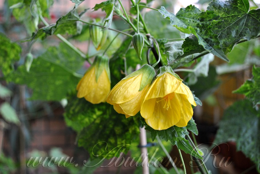 Абутилон опушенный