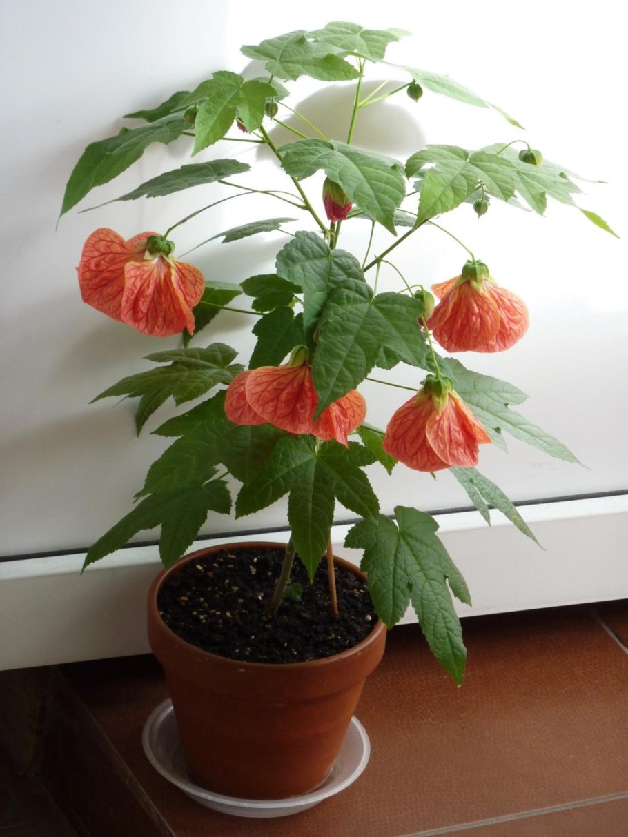 Абутилон Abutilon sellovianum