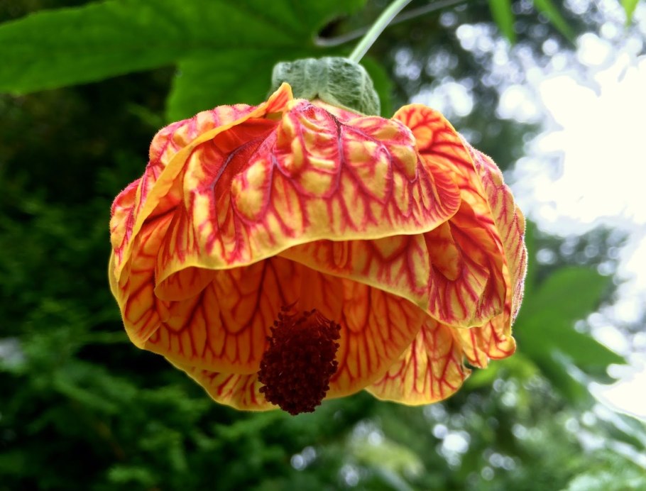 Абутилон желтый