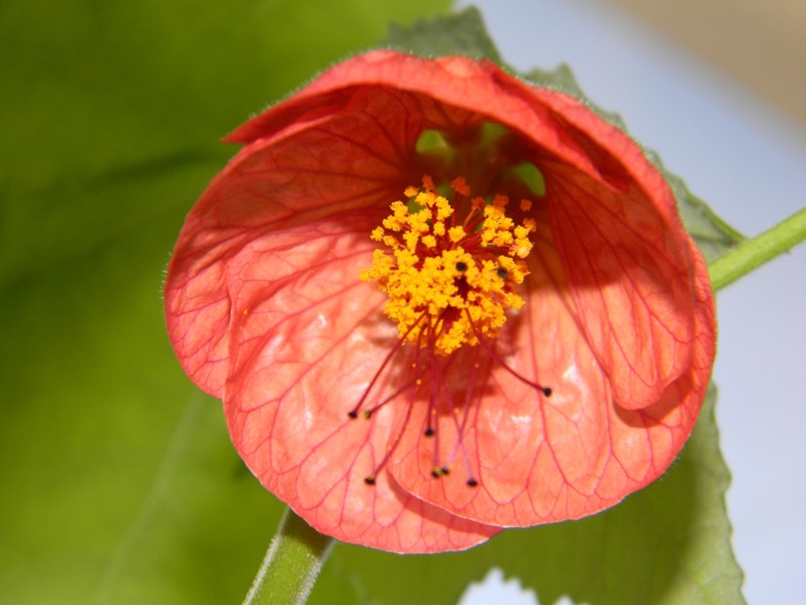 Абутилон Дарвина (Abutilon darwinii)
